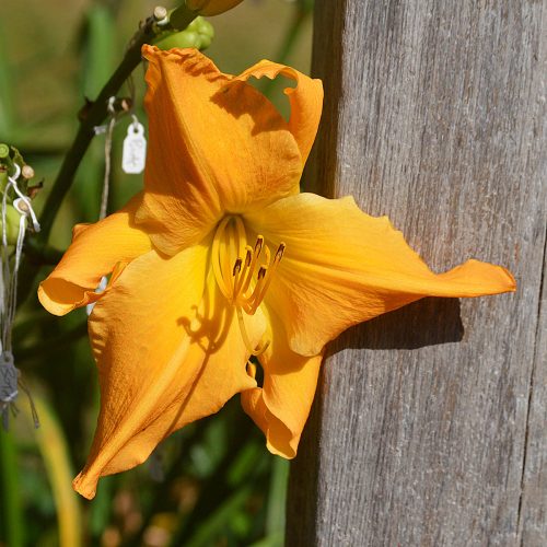 Daylily-Explosion-In-The-Paint-Factory-1200x-DSC 0471