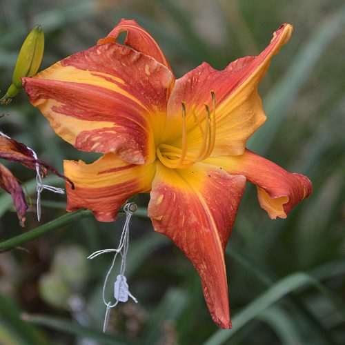 Daylily-Explosion-In-The-Paint-Factory-1200x-DSC 0553