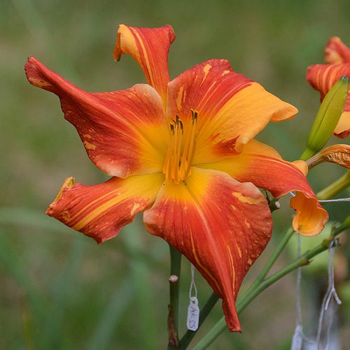 Daylily-Explosion-In-The-Paint-Factory-1200x-DSC 0561