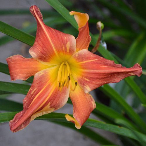 Daylily-Explosion-In-The-Paint-Factory-1200x-DSC 0763