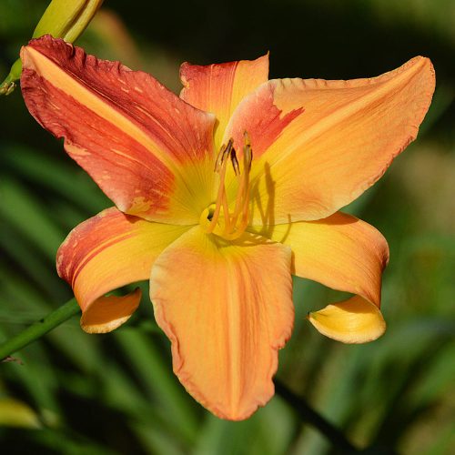 Daylily-Explosion-In-The-Paint-Factory-1200x-DSC 0801