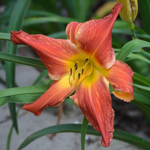 Daylily-Explosion-In-The-Paint-Factory-1200x-DSC 0873
