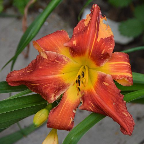 Daylily-Explosion-In-The-Paint-Factory-1200x-DSC 0959