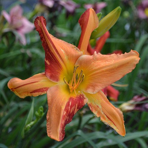 Daylily-Explosion-In-The-Paint-Factory-1200x-DSC 1722