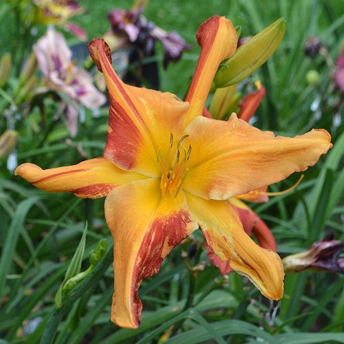 Daylily-Explosion-In-The-Paint-Factory-1200x-DSC 1772