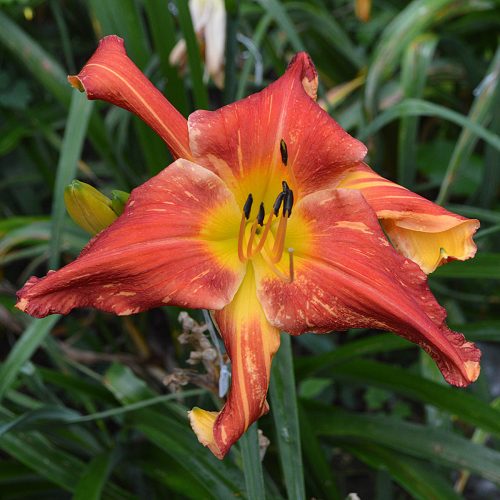 Daylily-Explosion-In-The-Paint-Factory-1200x-DSC 2186