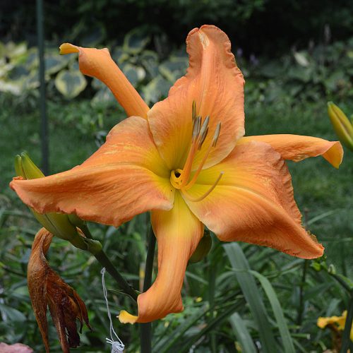 Daylily-Explosion-In-The-Paint-Factory-1200x-DSC 2189