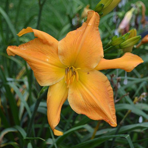 Daylily-Explosion-In-The-Paint-Factory-1200x-DSC 2247