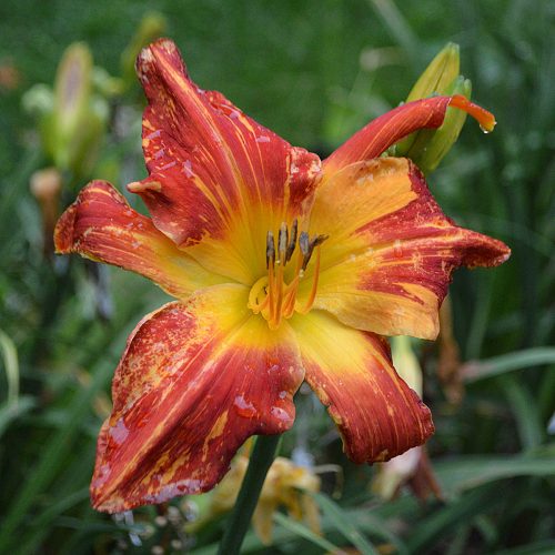 Daylily-Explosion-In-The-Paint-Factory-1200x-DSC 2258