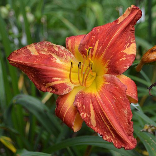 Daylily-Explosion-In-The-Paint-Factory-1200x-DSC 2308