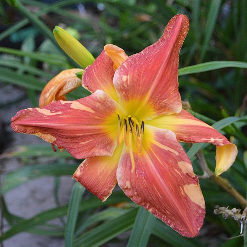 Daylily-Explosion-In-The-Paint-Factory-1200x-DSC 2357