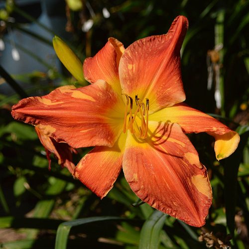 Daylily-Explosion-In-The-Paint-Factory-1200x-DSC 2374