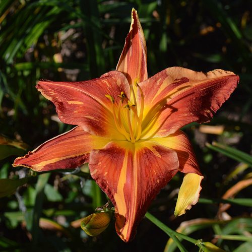 Daylily-Explosion-In-The-Paint-Factory-600x-DSC 0431