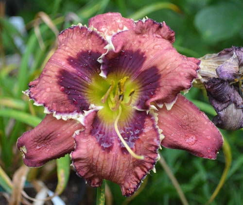 Daylily (Hemerocallis) Falconer