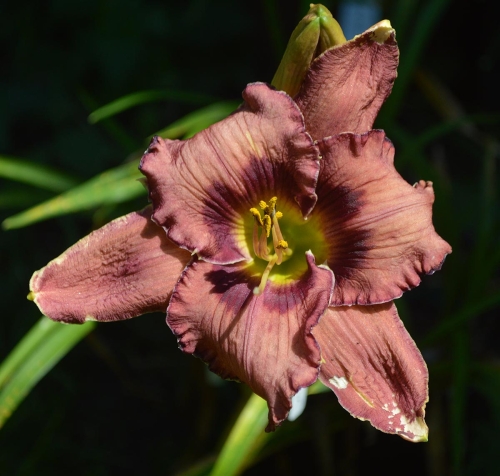 Daylily-Falconer-1200w-DSC 0136