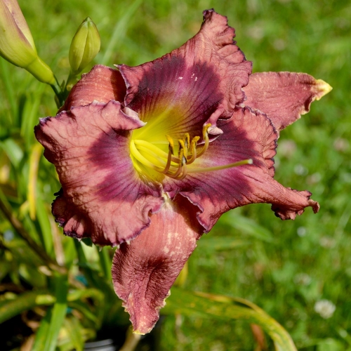 Daylily-Falconer-1200x-DSC 0033