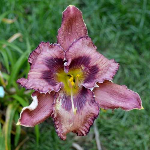 Daylily-Falconer-1200x-DSC 0061