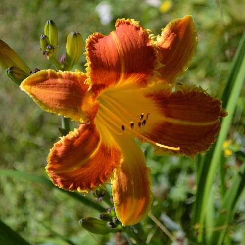 Daylily-Fang-And-Claw-1200x-DSC 0141
