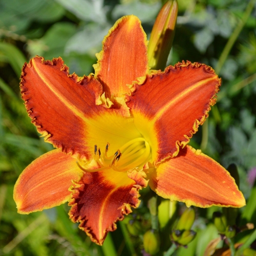 Daylily-Fang-And-Claw-1200x-DSC 0210