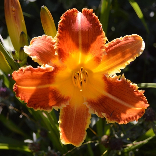 Daylily-Fang-And-Claw-1200x-DSC 0346
