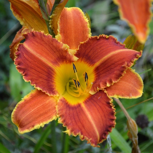 Daylily-Fang-And-Claw-1200x-DSC 0641