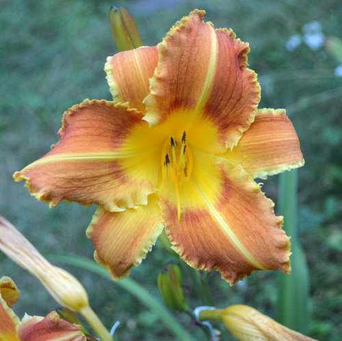 Daylily-Fang-And-Claw-1200x-DSC 0768
