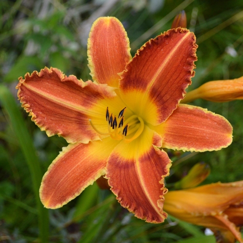 Daylily-Fang-And-Claw-1200x-DSC 0851
