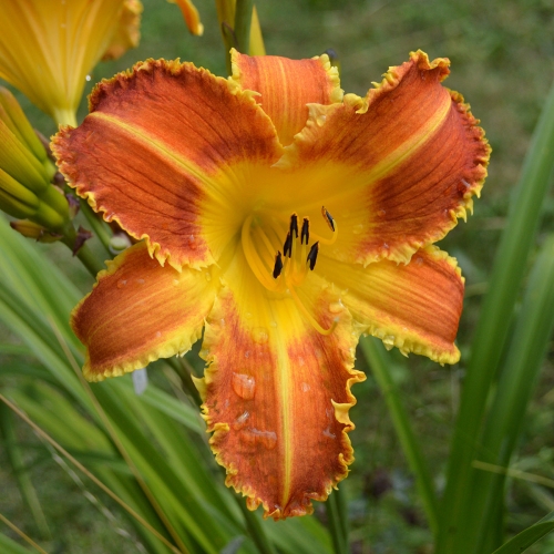 Daylily-Fang-and-Claw-1200x-DSC 0610