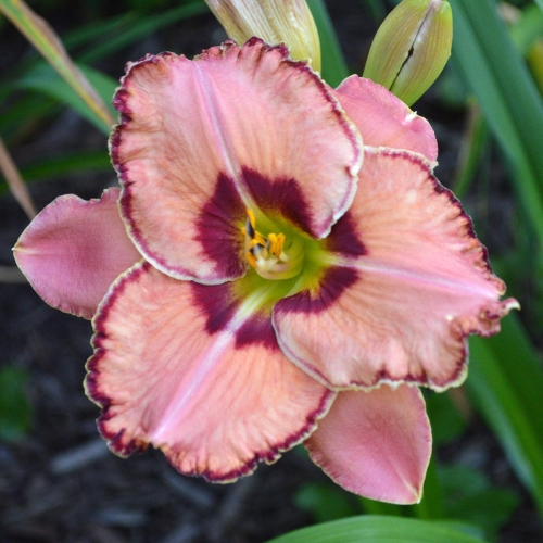 Daylily-Fearfully-And-Wonderfully-Made-1200x-DSC 0009