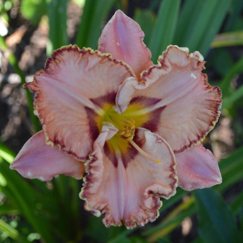 Daylily-Fearfully-And-Wonderfully-Made-1200x-DSC 0079