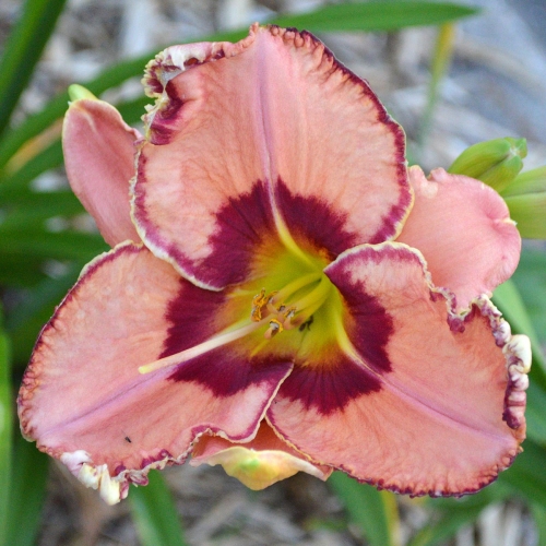 Daylily-Fearfully-And-Wonderfully-Made-1200x-DSC 0143