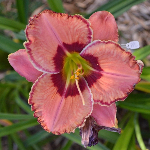 Daylily-Fearfully-And-Wonderfully-Made-1200x-DSC 0213