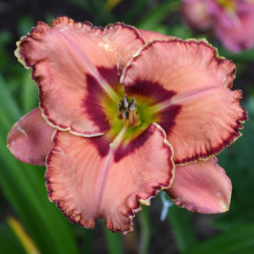 Daylily-Fearfully-And-Wonderfully-Made-1200x-DSC 0279