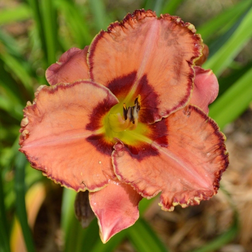 Daylily-Fearfully-And-Wonderfully-Made-1200x-DSC 0596
