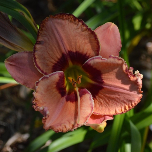 Daylily-Fearfully-And-Wonderfully-Made-1200x-DSC 0609