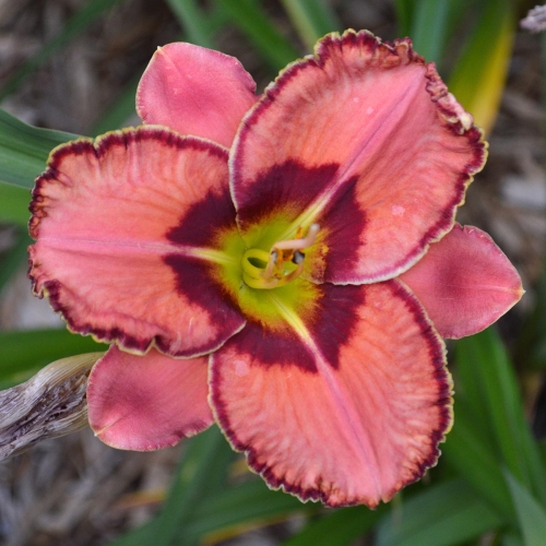 Daylily (Hemerocallis) Fearfully And Wonderfully Made