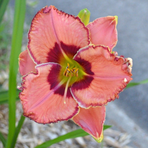 Daylily-Fearfully-and-Wonderfully-Made-1200x-DSC 0342