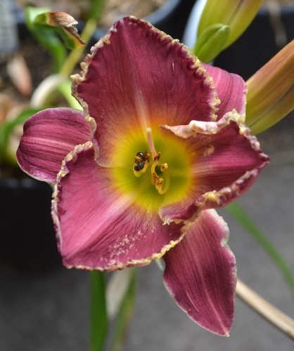 Daylily-Forbidden-Territory-1200w-DSC 0972