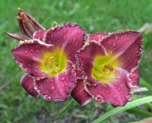 Daylily-Forbidden-Territory-1200w-DSC 0987