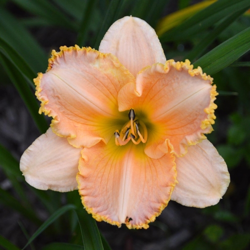 Daylily-Forestlake-Ragamuffin-1200x-DSC 0005