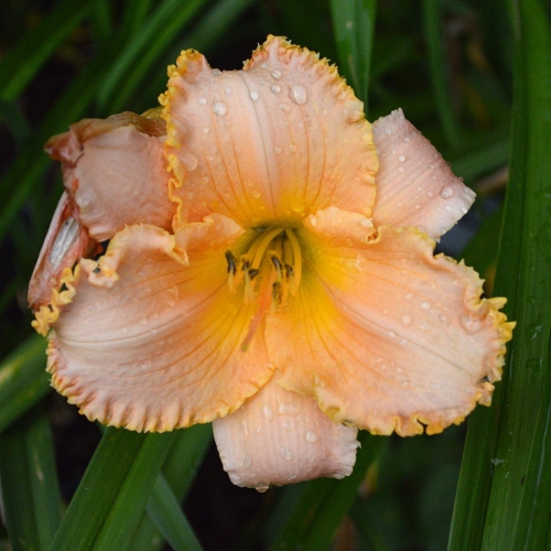 Daylily-Forestlake-Ragamuffin-1200x-DSC 0100