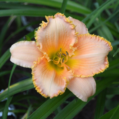 Daylily-Forestlake-Ragamuffin-1200x-DSC 0133