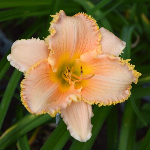 Daylily-Forestlake-Ragamuffin-1200x-DSC 0458