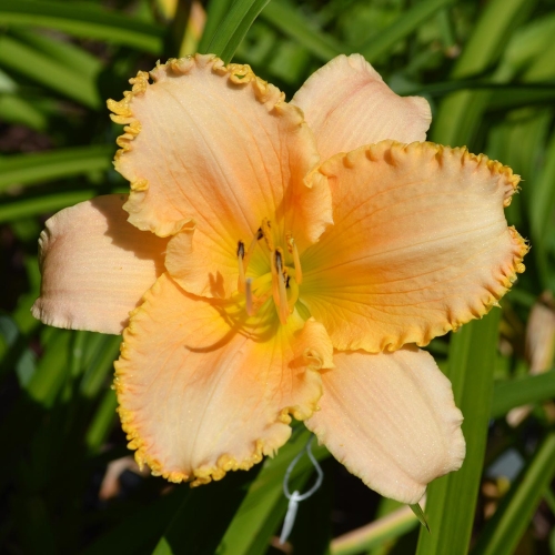 Daylily-Forestlake-Ragamuffin-1200x-DSC 0491