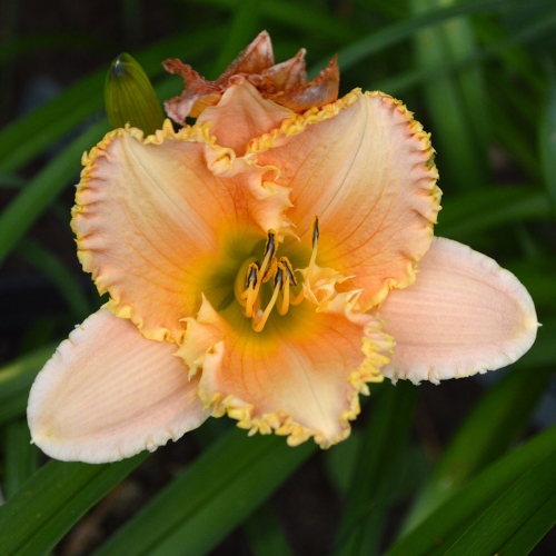 Daylily-Forestlake-Ragamuffin-1200x-DSC 0547-