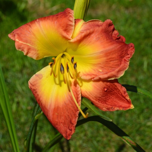 Daylily-Forever-Redeamed-1200x-DSC 0493