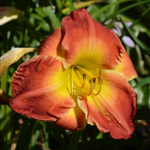 Daylily-Forever-Redeemed-1200x-DSC 0473