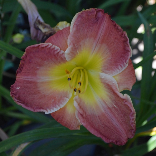 Daylily-Forever-Redeemed-1200x-DSC 0752