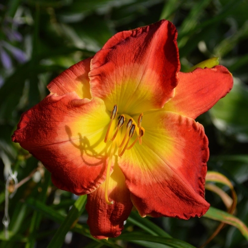 Daylily (Hemerocallis) Forever Redeemed