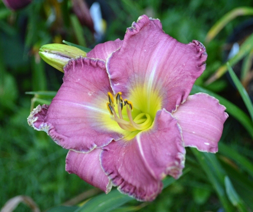 Daylily-Foundation-Of-Life-1200w-DSC 0505